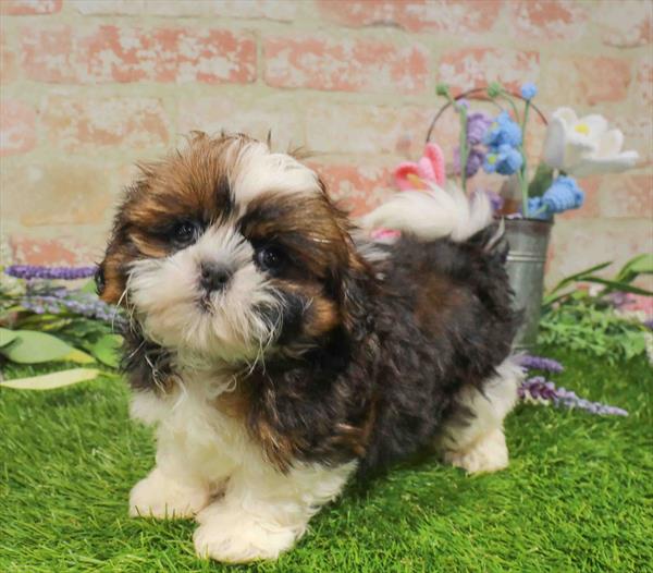 Shih Tzu - 1727