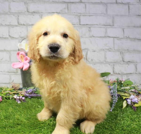 Golden Retriever - 1734