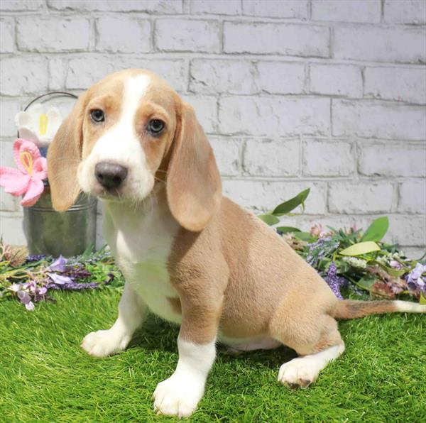 Beagle - 1750