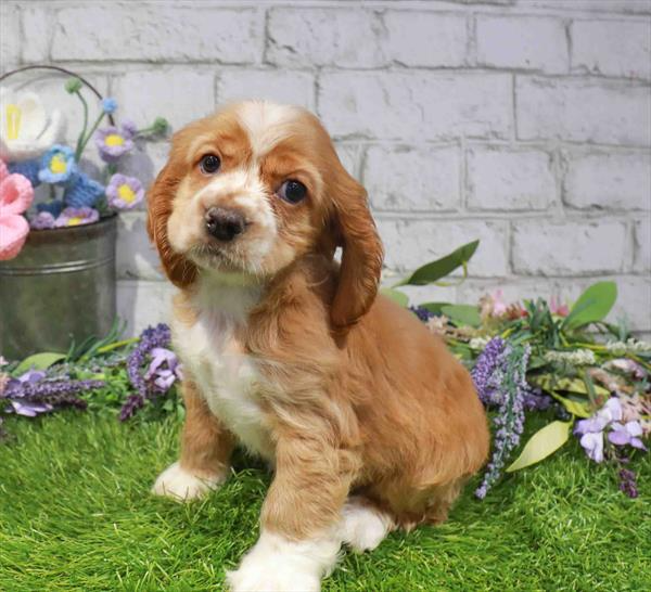 Cocker Spaniel - 1767