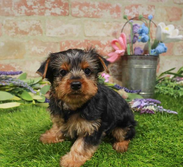 Yorkshire Terrier - 1806