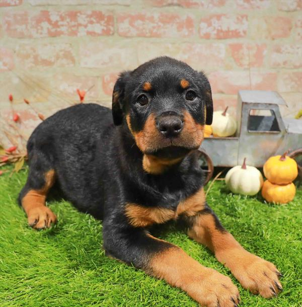 Rottweiler - 1820