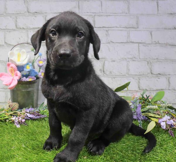 Labrador Retriever - 1824
