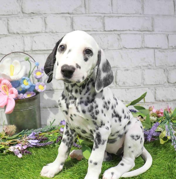 Dalmatian - 1875