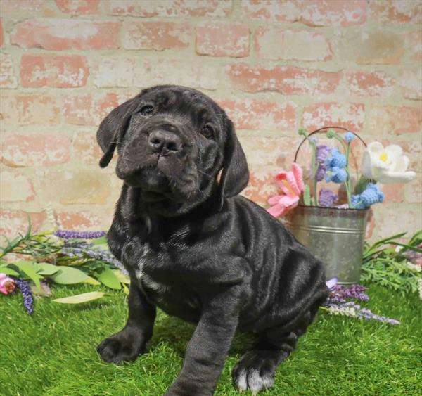 Cane Corso - 1911