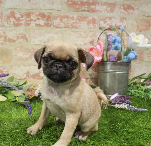 Pug - 1998