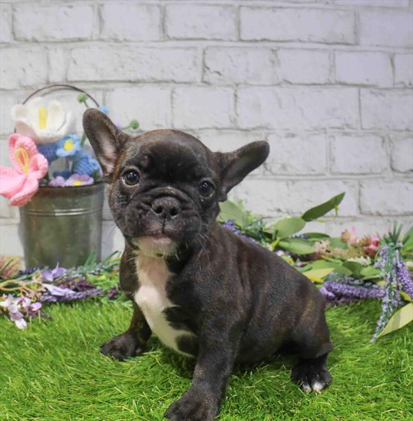 French Bulldog - 2004