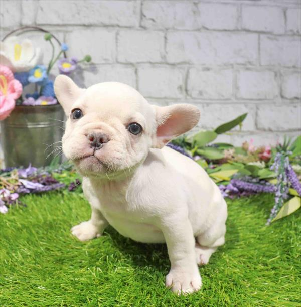 French Bulldog - 2005