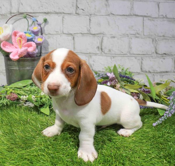 Dachshund - 2013