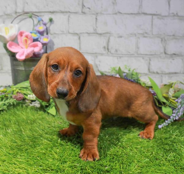 Dachshund - 2015