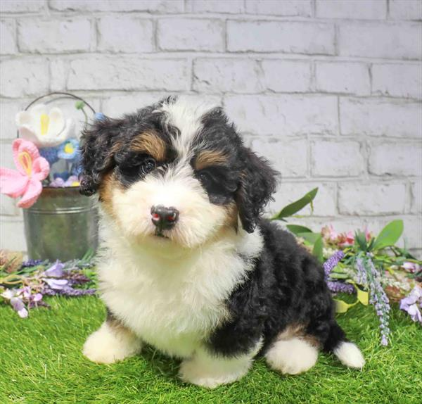 Mini Bernedoodle - 2036