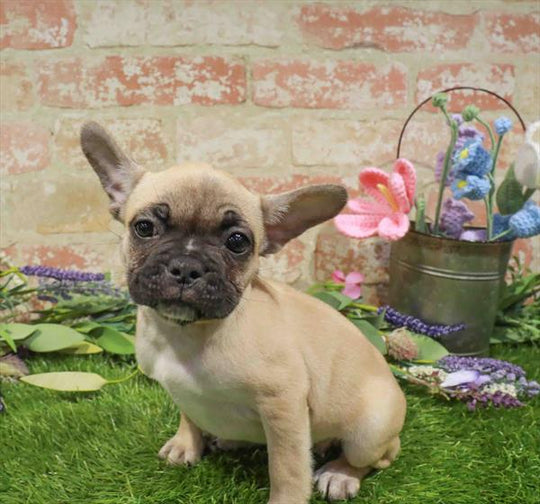 French Bulldog - 2048