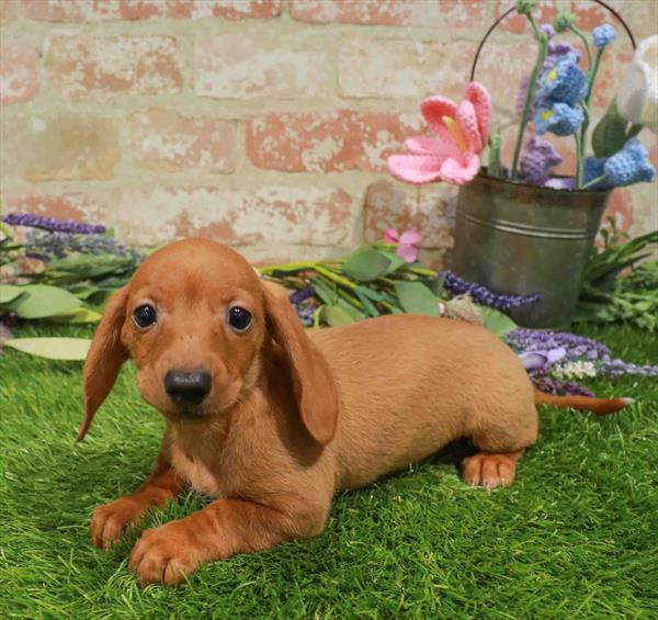 Dachshund - 2049