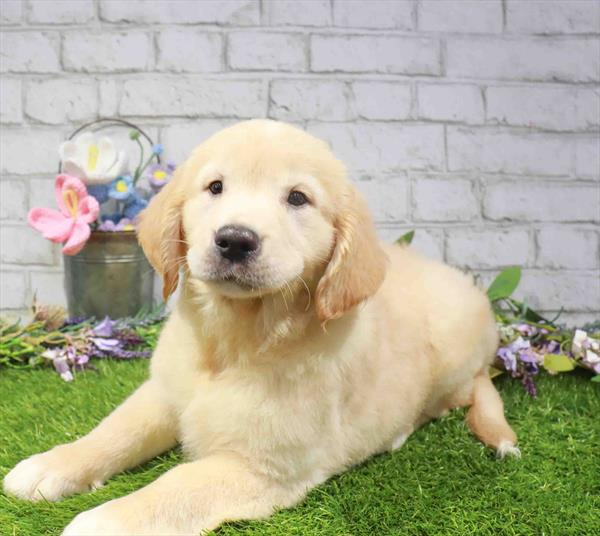 Golden Retriever - 2061