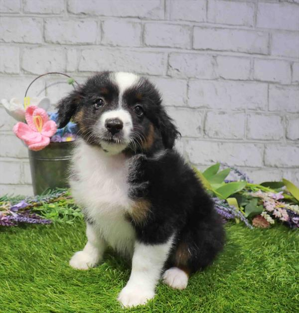 Miniature Australian Shepherd - 2134