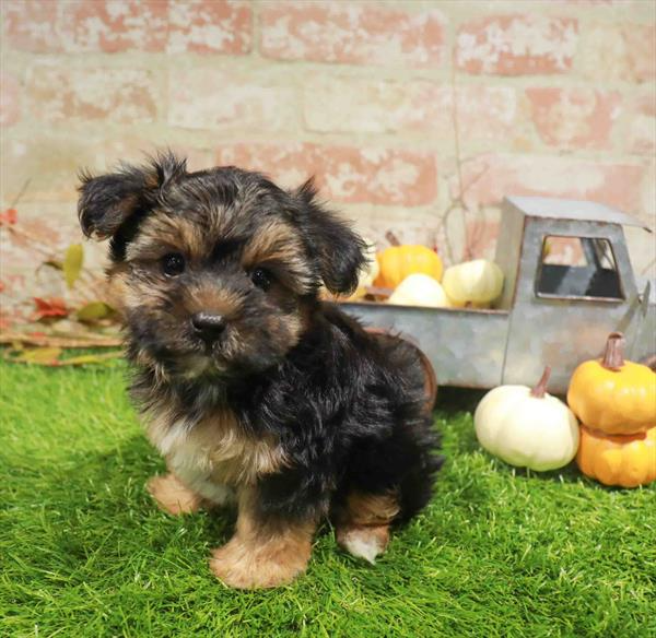 Morkie - 2146