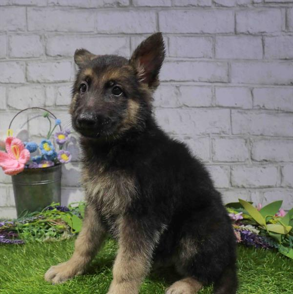 German Shepherd - 2147