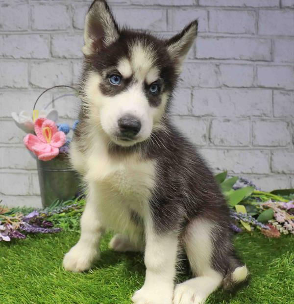 Siberian Husky - 2154