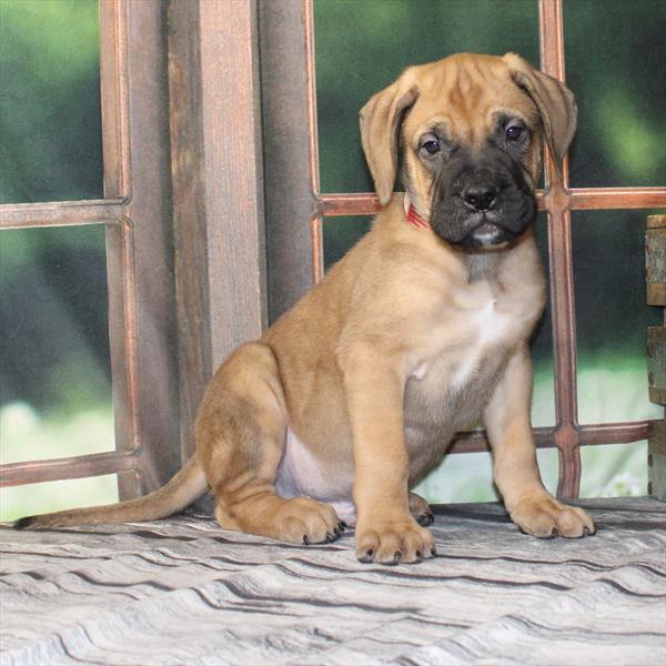 Bullmastiff - 2195