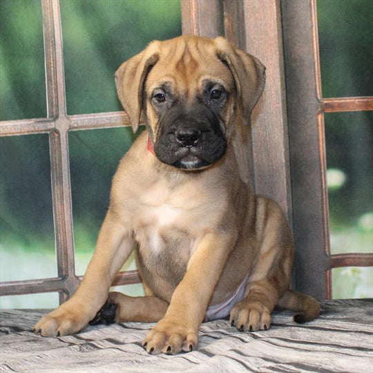 Bullmastiff - 2195