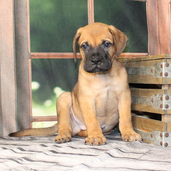 Bullmastiff - 2197