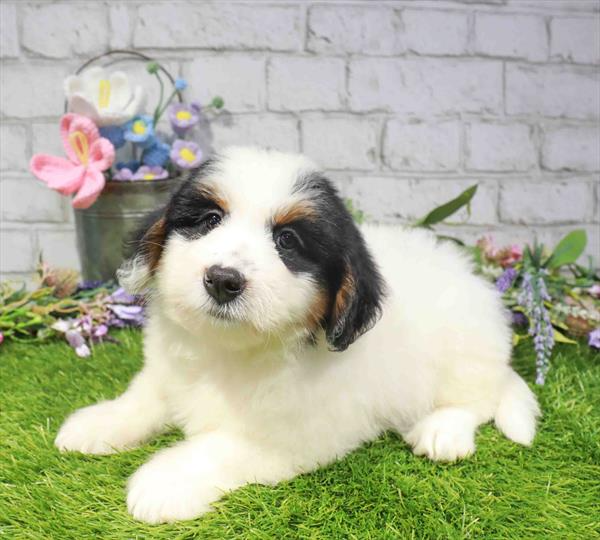 Mini Bernedoodle - 2197