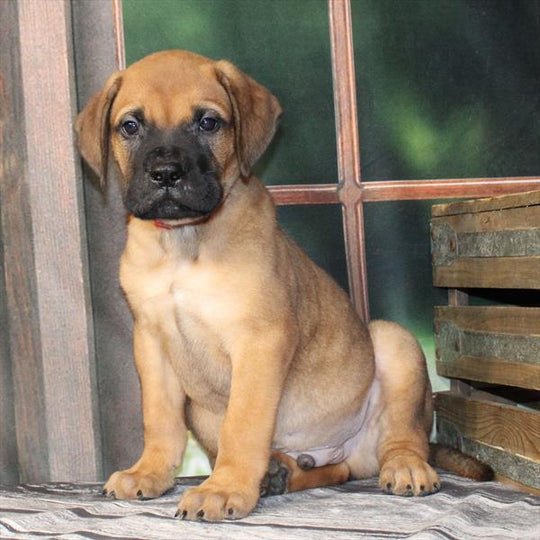 Bullmastiff - 2197