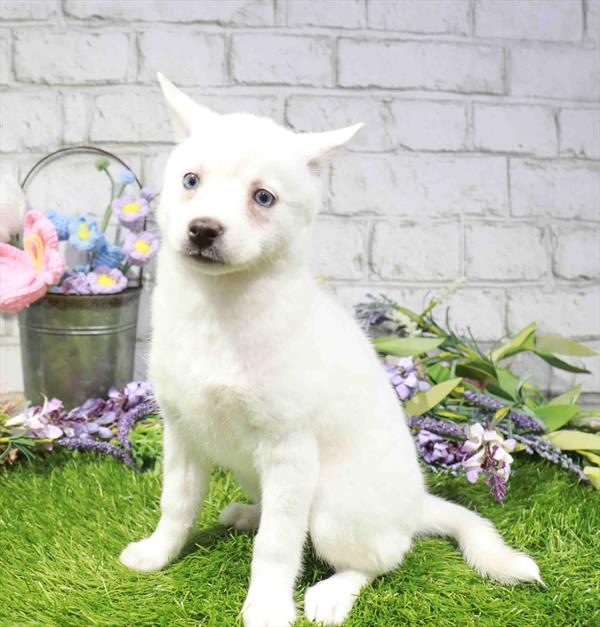Klee Kai - 2209