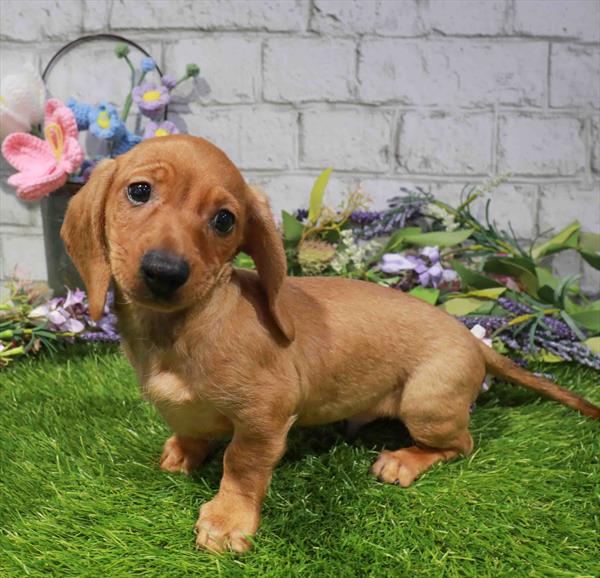 Dachshund - 2210