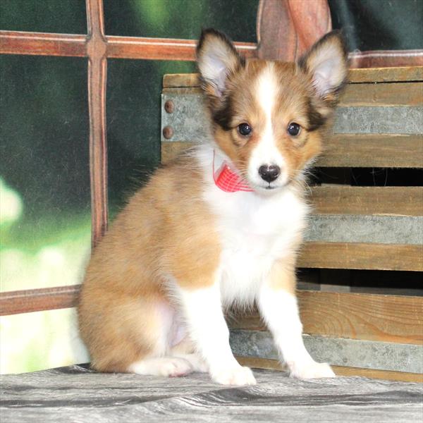 Shetland Sheepdog - 2243