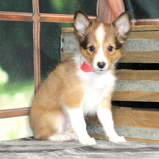 Shetland Sheepdog - 2243
