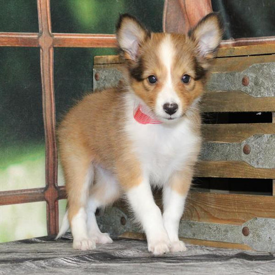 Shetland Sheepdog - 2243