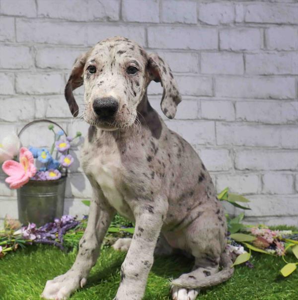 Great Dane - 2253