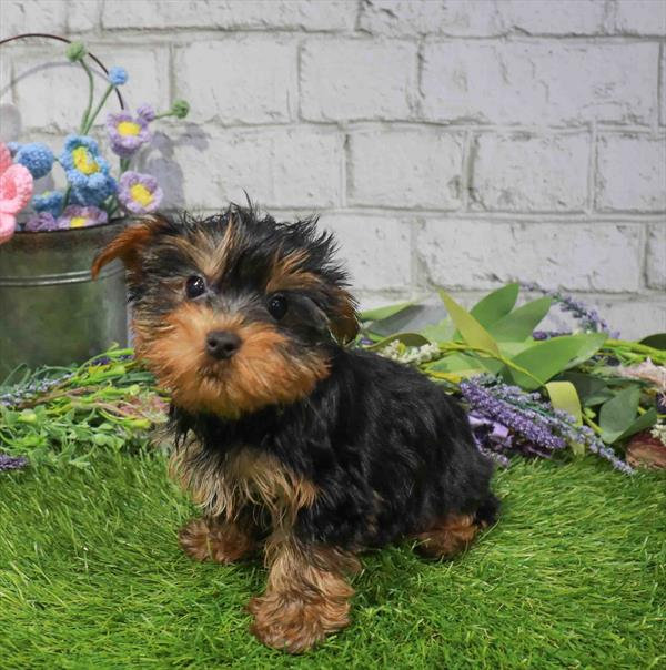 Yorkshire Terrier - 2265