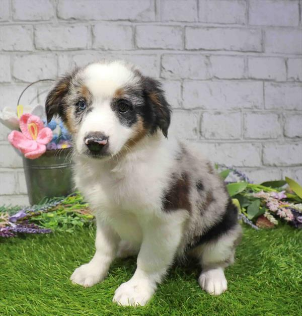 Miniature Australian Shepherd - 2280