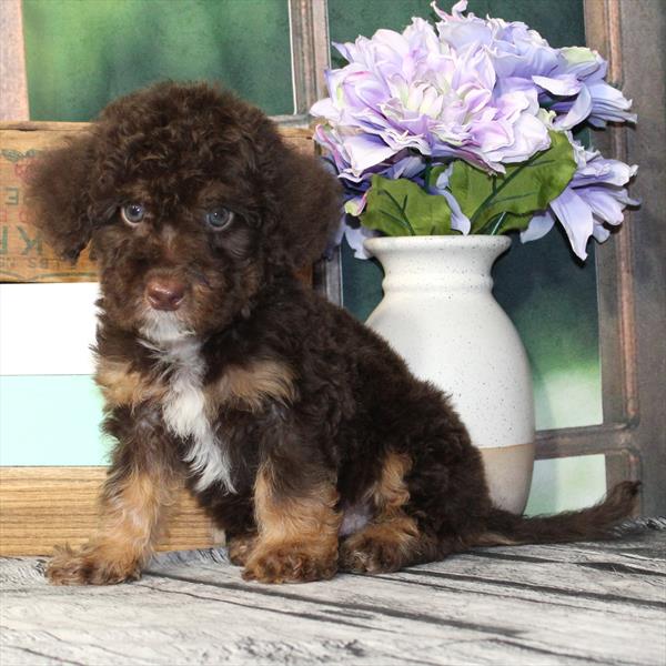 Labradoodle Mini 2 Gen (Mini Labradoodle/Poodle) - 2340