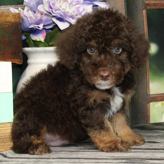 Labradoodle Mini 2 Gen (Mini Labradoodle/Poodle) - 2340