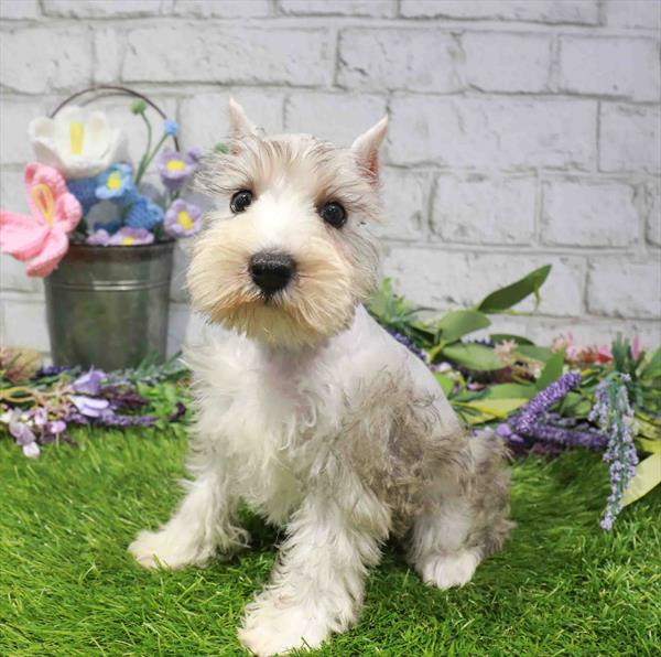 Miniature Schnauzer - 2345
