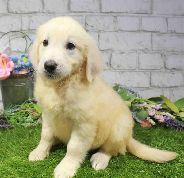 Golden Retriever - 2353
