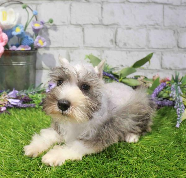 Miniature Schnauzer - 2356