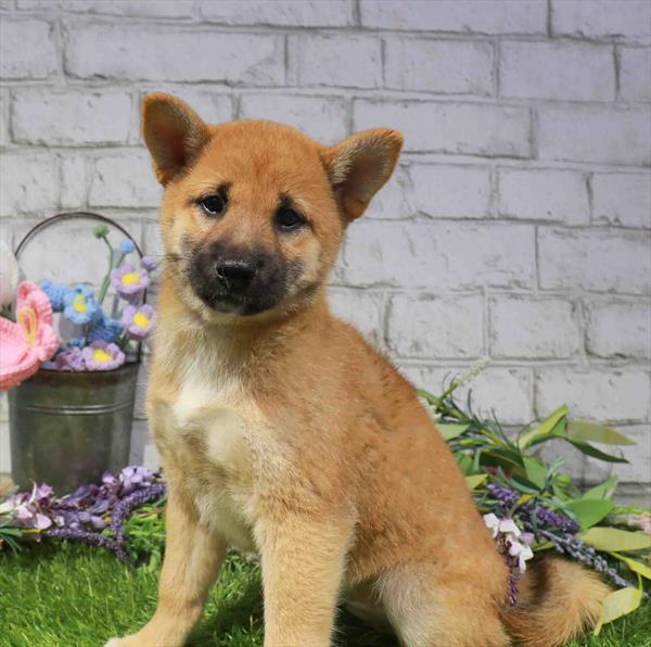 Shiba Inu - 2367