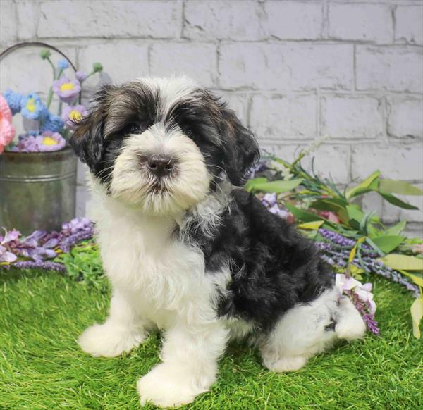 Havanese - 2402