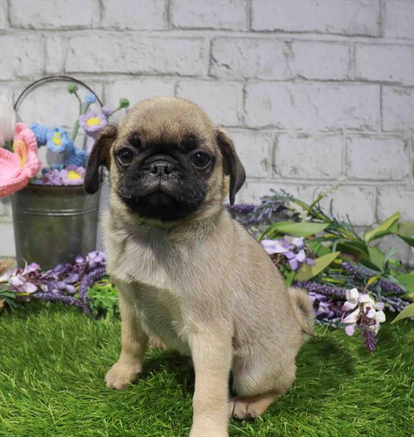 Pug - 2414