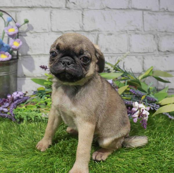 Pug - 2418
