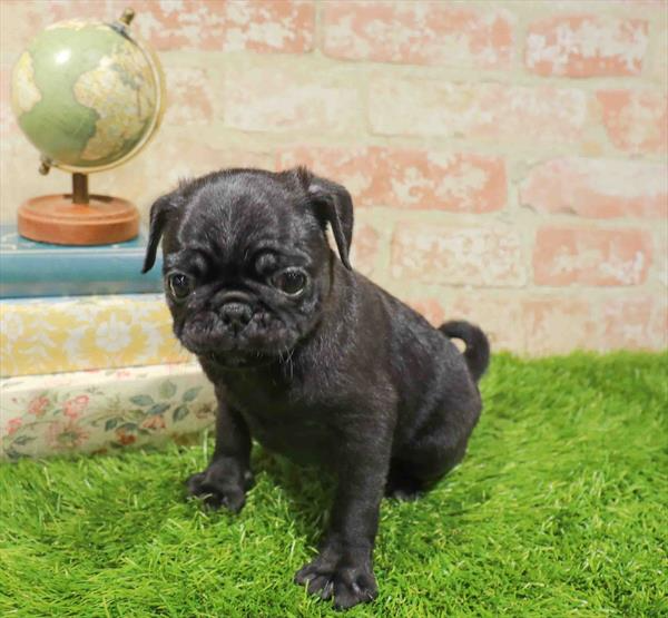 Pug - 2482