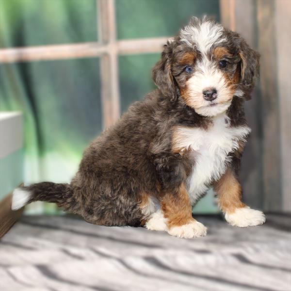 Mini Bernedoodle 2nd Gen (Poodle/Mini Bernedoodle) - 2556