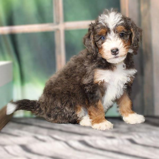 Mini Bernedoodle 2nd Gen (Poodle/Mini Bernedoodle) - 2556