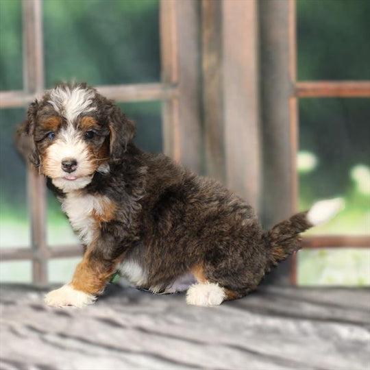 Mini Bernedoodle 2nd Gen (Poodle/Mini Bernedoodle) - 2556