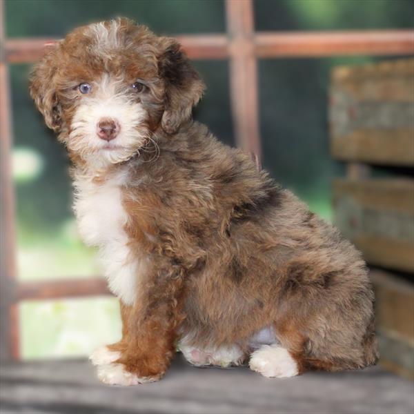 Mini Bernedoodle 2nd Gen (Poodle/Mini Bernedoodle) - 2557