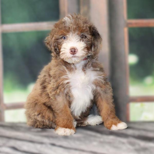 Mini Bernedoodle 2nd Gen (Poodle/Mini Bernedoodle) - 2557